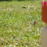 Kubb-Turnier